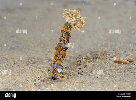  Lanice conchilega: A Tiny Worm That Lives Deep Beneath the Sand!