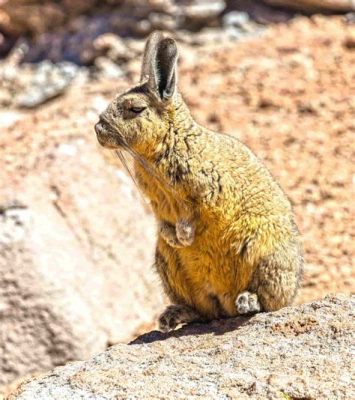  Viscacha: A Furry Master of High-Altitude Camouflage and Speedy Escapes!