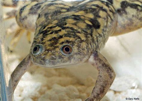  Xenopus: The Clawed Frog That Leaps Through Laboratories!