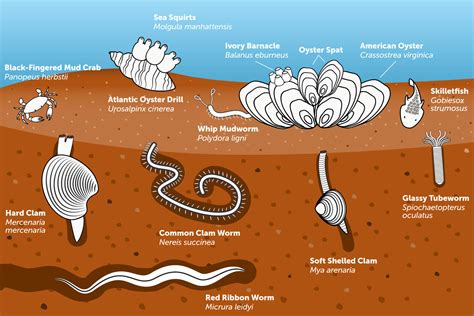  Xiphosome Arenicola:  A Tiny, Bristly Dweller That Enjoys Burrowing and Thrives on Coastal Sediments!