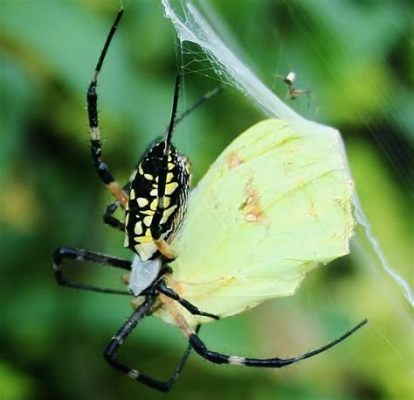  Yellow Garden Spider:  The Masterweaver of Golden Silken Traps That Entangle Unwary Prey!