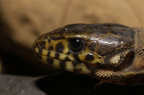  Yellow-Spotted Lizard: An Agile Hunter With Striking Patterns That Blend Perfectly Into its Rainforest Home!