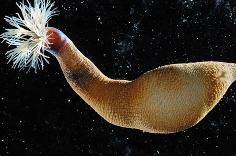  Ikedosoma – A Marine Worm That Swims Like It’s Dancing With Jellyfish!