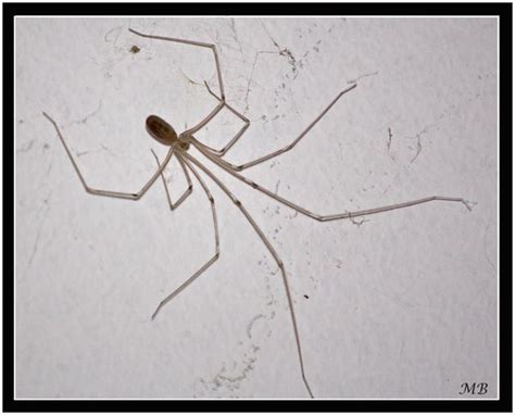  Pholcus:  A Miniature Arachnid Acrobat With Fascinating Silk Techniques!