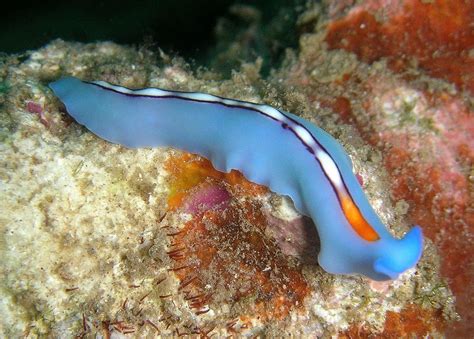  Stichocotyle!  A Tiny Flatworm With An Enormous Appetite For Fish Gills