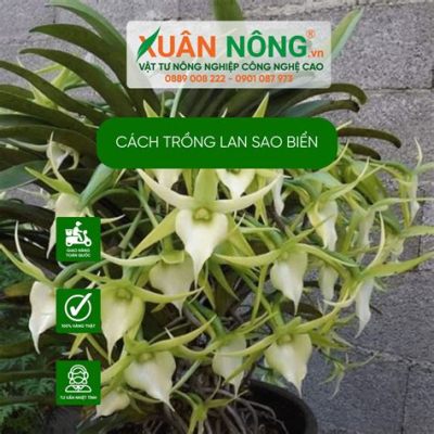  Thằn Lằn Sao Biển: Một Chúm Tên Nổi Trội Của Đại Dương Và Vua Của Việc Hấp Thụ Nước!