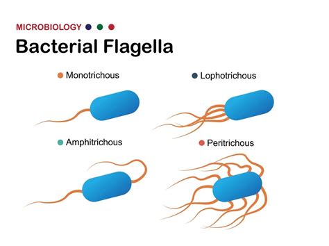  Vibrio:  Chuyện về một sinh vật đơn bào có khả năng di chuyển nhờ lông bơi!