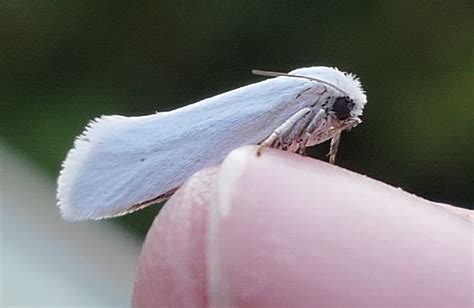  Yucca Moth! A Nocturnal Navigator Weaving Wonders Between Blooms