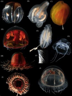  Zooplankton – Những sinh vật lơ lửng kỳ lạ với bộ xương gelatinous